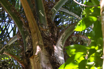 Fototapeta premium The trunk of a jerivá palm, with the base of its long, green leaves, highlighting the fibrous texture and the greenish and brown coloring.