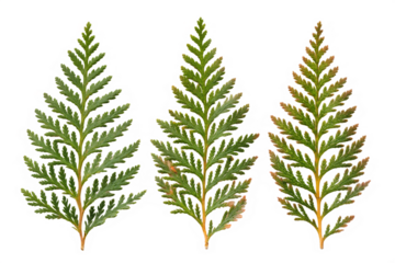 Three Green Cedar Tree Leaves with Small Brown Spots, Isolated on a White Background