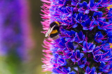 Close-up of bumblebee pollinating blue and purple flowers in Madeira