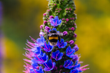 Pollination of Pride of Madeira blossom by bumblebee