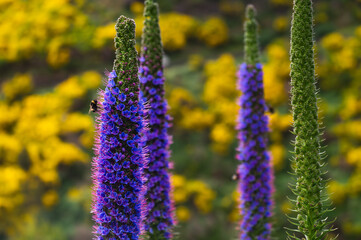 Bumblebee among  Pride of Madeira flowers