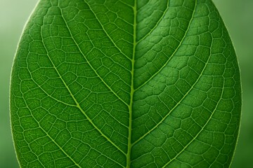 Obraz premium Vibrant green leaf texture with intricate vein patterns, showcasing natural beauty and organic detail.