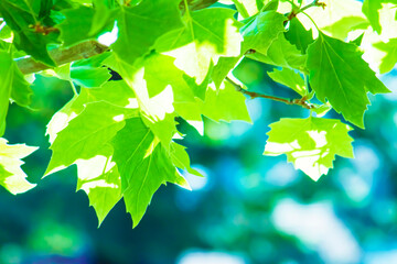 Fototapeta premium Lush Sunlit Green Leaves on Tree Branch with Interesting Blue Bokeh Background Frame Space for Message, Text, Advertisement 