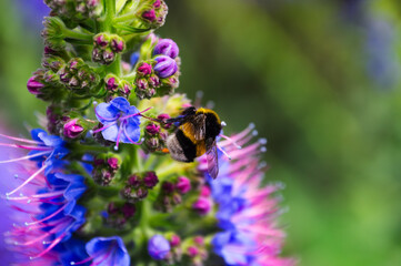 Close-up of bumblebe on pink flower, Echium candicans (Pride of Madeira)