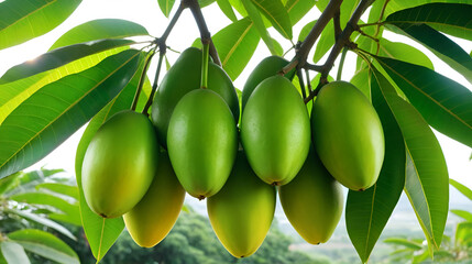 Fresh green mangoes hanging on the tree representing hybrid breeding and nutrition in agriculture with sunlight filtering through the leaves.