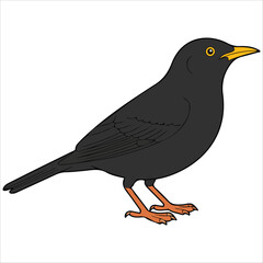 Wildlife black bird vector graphic isolated backdrop