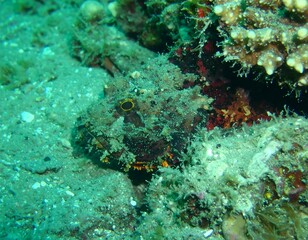 Hidden fish camouflaged in coral