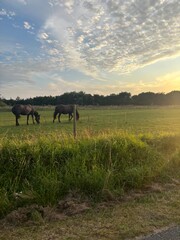 horse in the field
