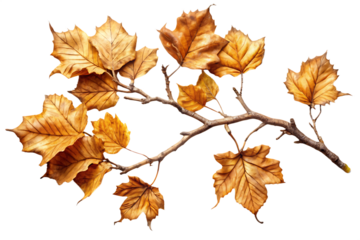 Autumn Sycamore Branch with Golden Brown Leaves on Black Background fall maple isolated on a transparent background