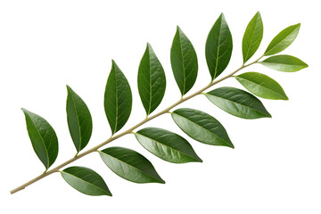 Naklejka premium Green Leafy Branch with Alternate Leaves on a White Background, a Beautiful Botanical Element for Natural Designs and Nature-Themed Projects