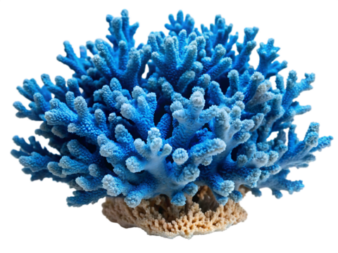 Blue Staghorn Coral with White Tips on a Black Background marine ocean isolated on a transparent background