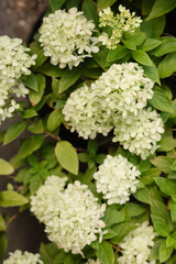 Beautiful clusters of white hydrangea flowers blooming in a lush garden during spring in a warm, sunny environment