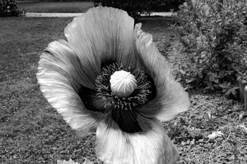 Coquelicot en Noir et blanc