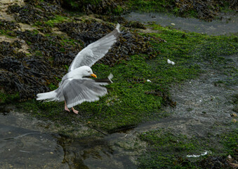 La mouette arrive