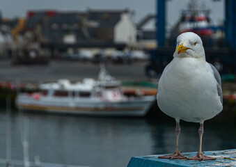 La mouette au bateau,