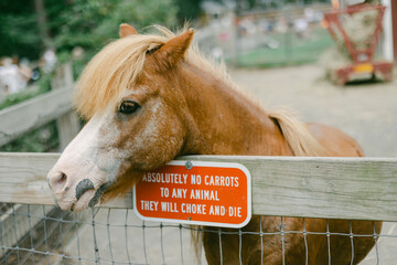 Pony resting by fence with warning sign about feeding animals in petting zoo