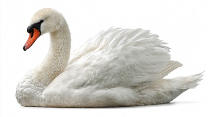 Obraz premium Elegant Swan Isolated on White Background for Professional Designs