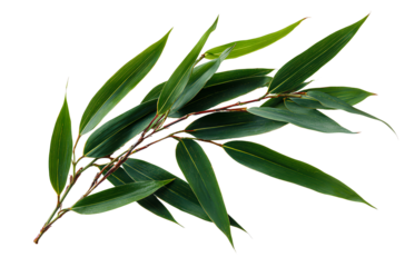 Photograph of bamboo leaves against a white background, high-definition and high-resolution imagery