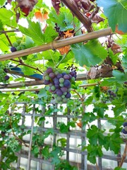 Close up of grapes hanging on branch. Grapes farm. Hanging grapes. Grapes with green leaves on the...