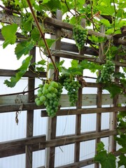 Close up of grapes hanging on branch. Grapes farm. Hanging grapes. Grapes with green leaves on the...