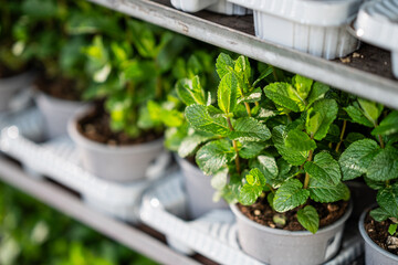mint - fresh herbs - mint leaves - fresh mint pots for sale