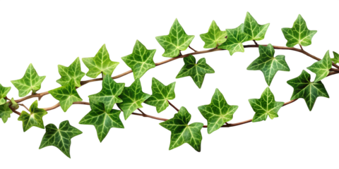 Green Ivy Vine with Star- Shaped Leaves on a Black Background plant isolated on a transparent background