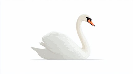 Fototapeta premium White swan gracefully resting on a white background. Features curved neck and orange beak