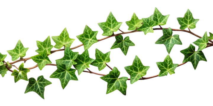 Green Ivy Vine with Star- Shaped Leaves on a Black Background plant isolated on a transparent background