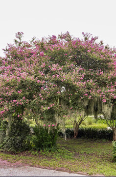 Crepe Myrtle with pink flowers in a park 