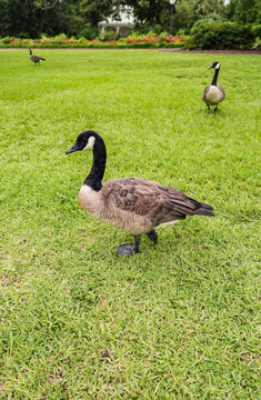 Fototapeta Goose walking around in a park 
