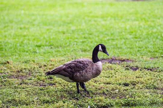 Fototapeta Goose walking around in a park 