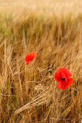 poppy in the wheat field