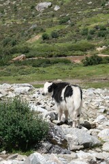 Young Yak on Rocky Terrain