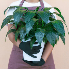 Florist holding indoor plant spathiphyllum on beige background