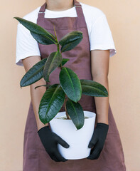 Florist holding indoor plant ficus elastica on beige background