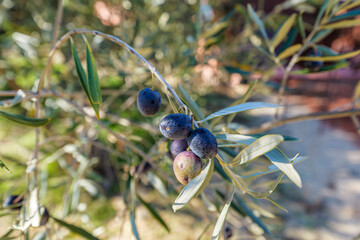 olive tree close up of green olives on branch in sunny day