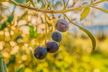 olive tree close up of green olives on branch in sunny day