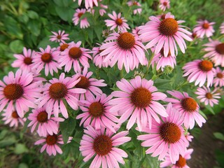 flowers in the garden