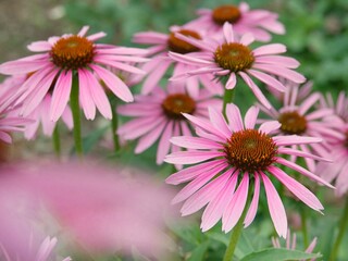 pink daisy flowers