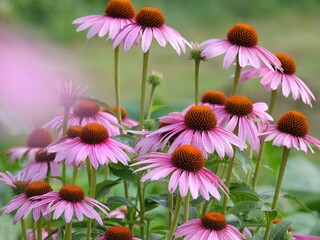 Fototapeta premium flowers in the garden
