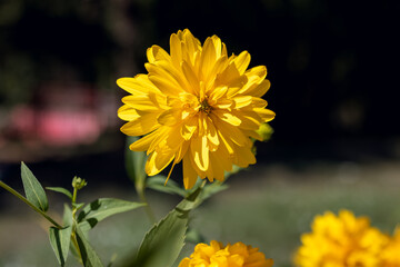single yellow flower blooming in a sunny garden, with a soft-focus background, highlighting the natural beauty and detail of the petals