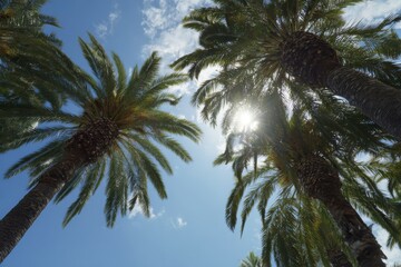 Fototapeta premium Palm Trees and Sunlight: A refreshing view from below, the camera captures the sky framed by the verdant fronds of towering palm trees, with the sun shining brightly. 