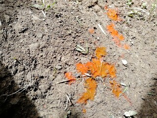 Red saliva stains on the ground after chewing betel leaf in the Philippines