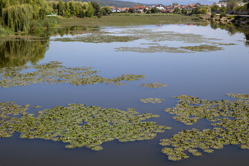 summer landscape featuring a calm pond or lake with lush green water lilies floating on its...