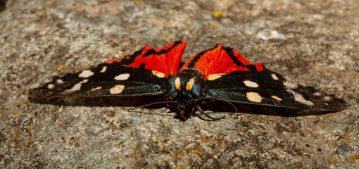 The scarlet tiger moth (Callimorpha dominula, formerly Panaxia dominula) is a colorful moth belonging to the tiger moth subfamily, Arctiinae.