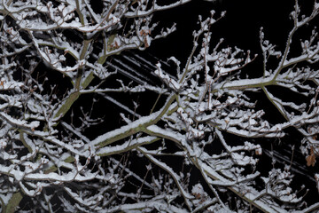 Snow-covered tree branches against the winter night sky.