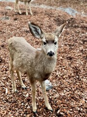 Young mule deer in central oregon