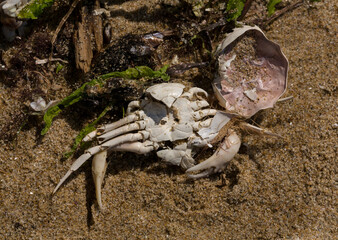 Liocarcinus depurator (Portunus plicatus), sometimes called the harbour crab, or sandy swimming crab. The fauna of the Black Sea. Dead animals.