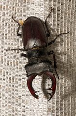 Lucanus cervus is the best-known species of stag beetle (family Lucanidae) in Western Europe. The imago is a male insect.