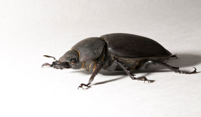 Lucanus cervus is the best-known species of stag beetle (family Lucanidae) in Western Europe. Imago, a female insect on, a white background.